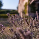 Podere San Pasquale - La Vigna *