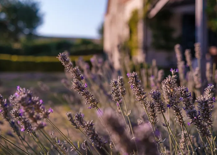 Podere San Pasquale - La Vigna *